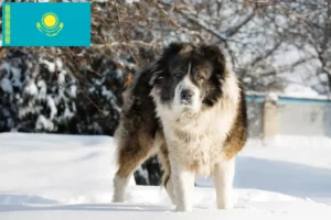 Read more about the article Caucasian Shepherd Dog Breeder and Puppies in Kazakhstan