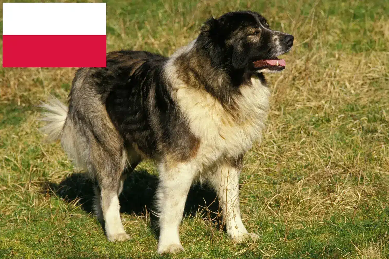 Read more about the article Caucasian Shepherd Dog Breeder and Puppies in Poland