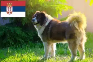 Read more about the article Caucasian Shepherd Dog Breeder and Puppies in Serbia