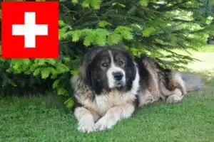 Read more about the article Caucasian Shepherd Dog breeders and puppies in Switzerland