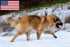 Read more about the article Caucasian Shepherd Dog Breeders and Puppies in the USA