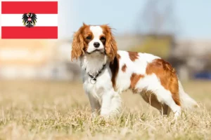 Read more about the article Cavalier King Charles Spaniel breeders and puppies in Austria