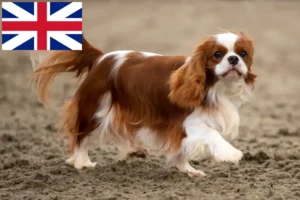 Read more about the article Cavalier King Charles Spaniel breeders and puppies in the UK