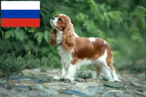 Read more about the article Cavalier King Charles Spaniel breeders and puppies in Russia