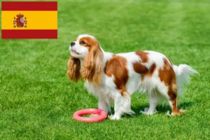 Read more about the article Cavalier King Charles Spaniel breeders and puppies in Spain