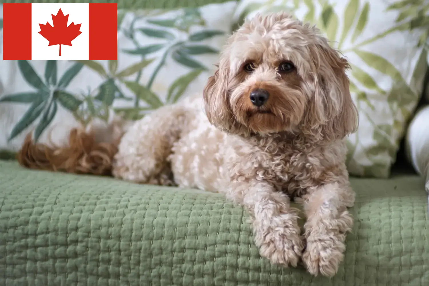 Read more about the article Cavoodle breeders and puppies in Canada