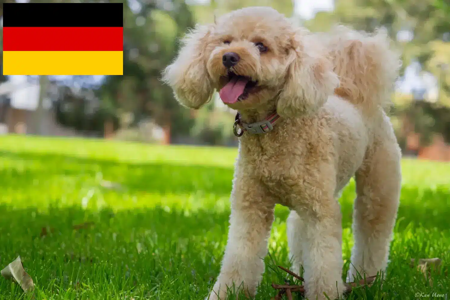 Read more about the article Cavoodle breeders and puppies in Germany