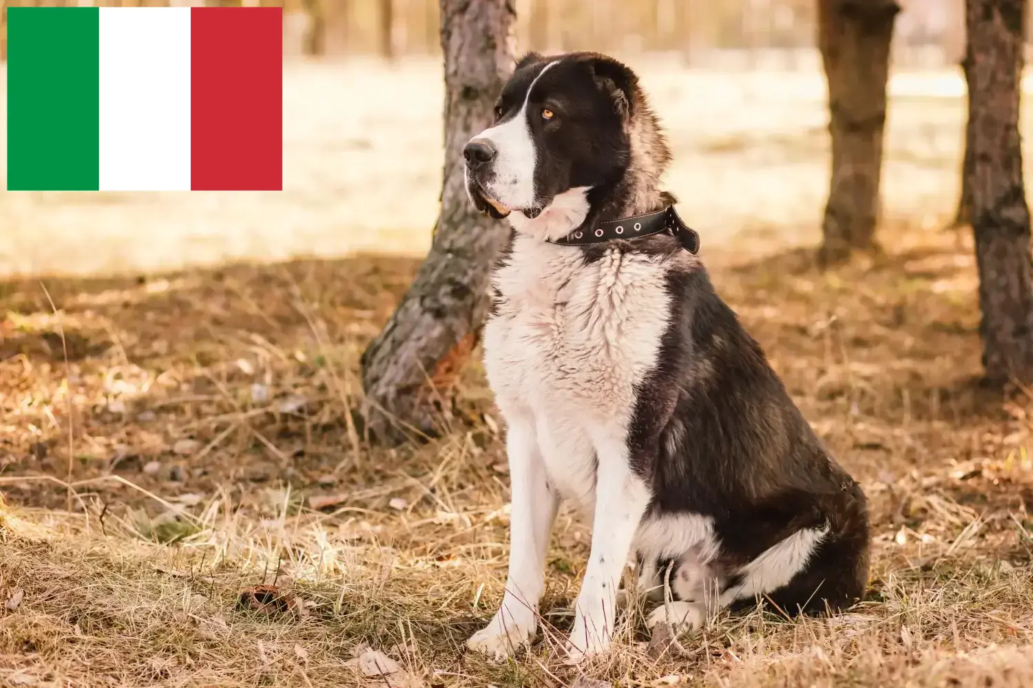 Read more about the article Central Asian Shepherd breeders and puppies in Italy