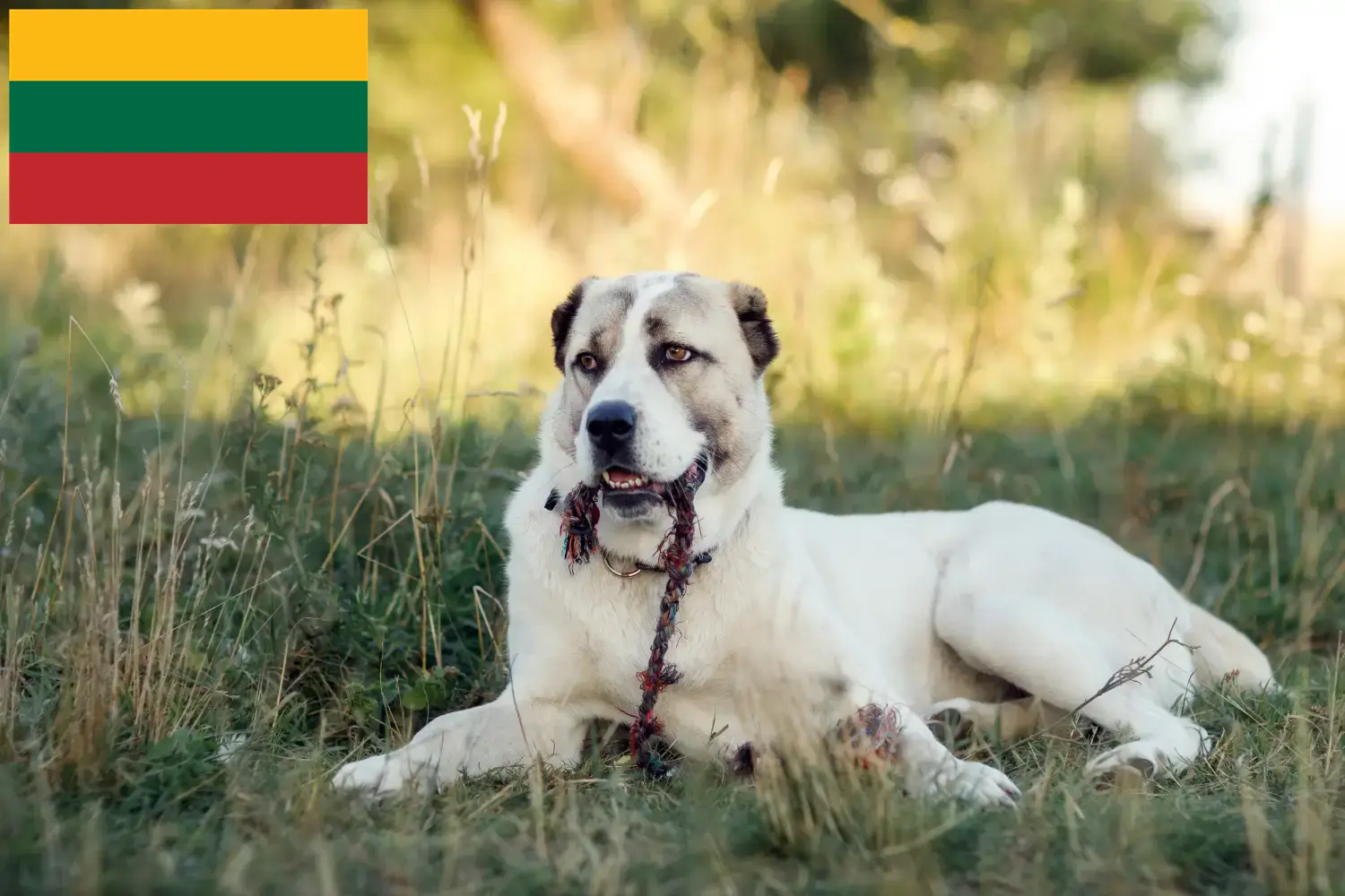 Read more about the article Central Asian Shepherd Dog Breeder and Puppies in Lithuania