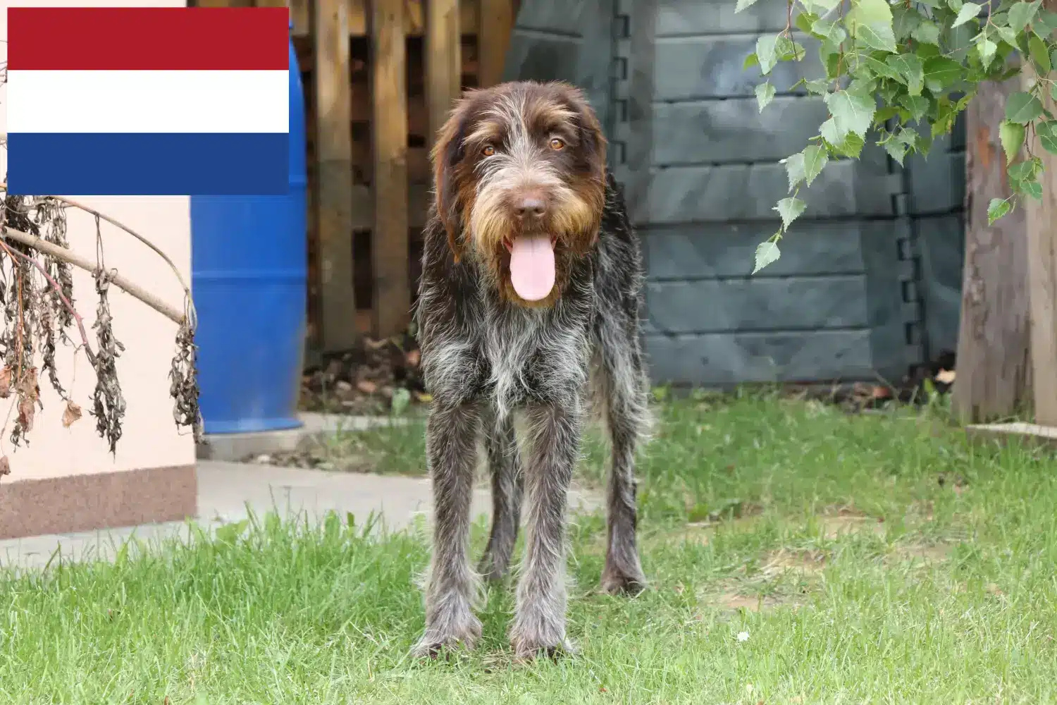 Read more about the article Český fousek breeders and puppies in the Netherlands