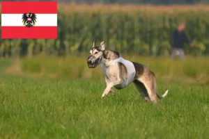 Read more about the article Chart Polski breeders and puppies in Austria