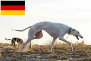 Read more about the article Chart Polski breeders and puppies in Germany