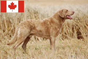 Read more about the article Chesapeake Bay Retriever breeders and puppies in Canada