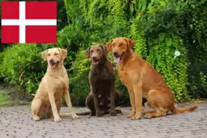 Read more about the article Chesapeake Bay Retriever breeders and puppies in Denmark