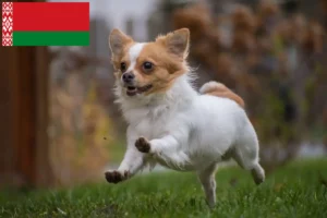 Read more about the article Chihuahua breeders and puppies in Belarus