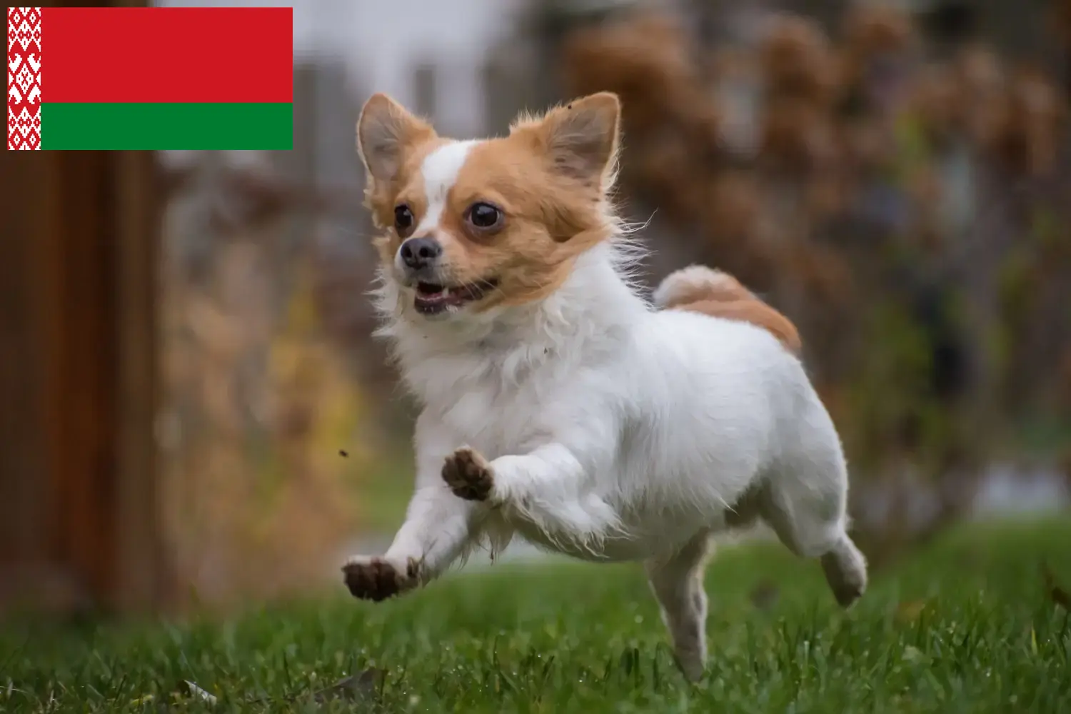 Read more about the article Chihuahua breeders and puppies in Belarus