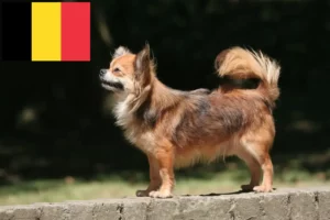 Read more about the article Chihuahua breeders and puppies in Belgium