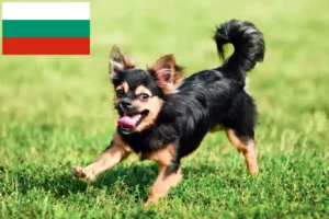 Read more about the article Chihuahua breeders and puppies in Bulgaria