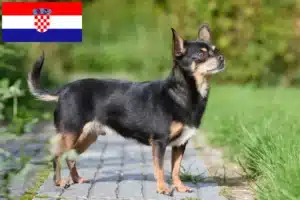 Read more about the article Chihuahua breeders and puppies in Croatia