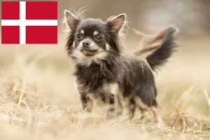 Read more about the article Chihuahua breeders and puppies in Denmark