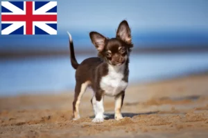 Read more about the article Chihuahua breeders and puppies in Great Britain