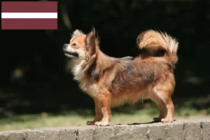 Read more about the article Chihuahua breeders and puppies in Latvia