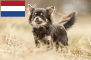 Read more about the article Chihuahua breeders and puppies in the Netherlands