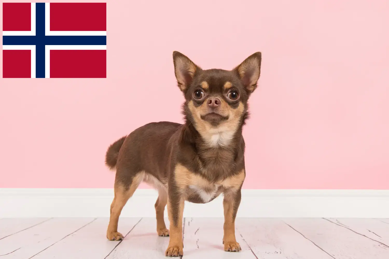 Read more about the article Chihuahua breeders and puppies in Norway