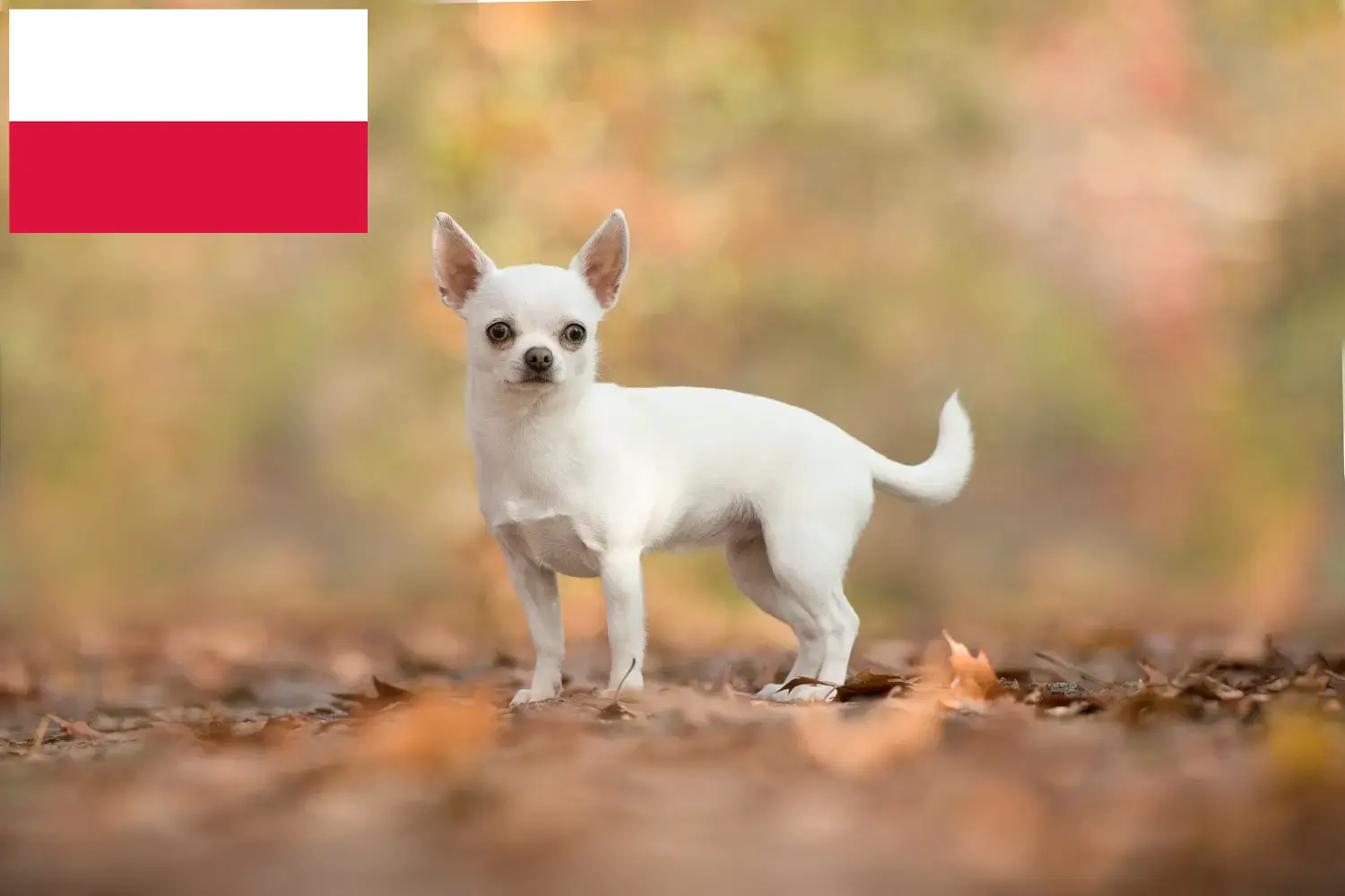 Read more about the article Chihuahua breeders and puppies in Poland