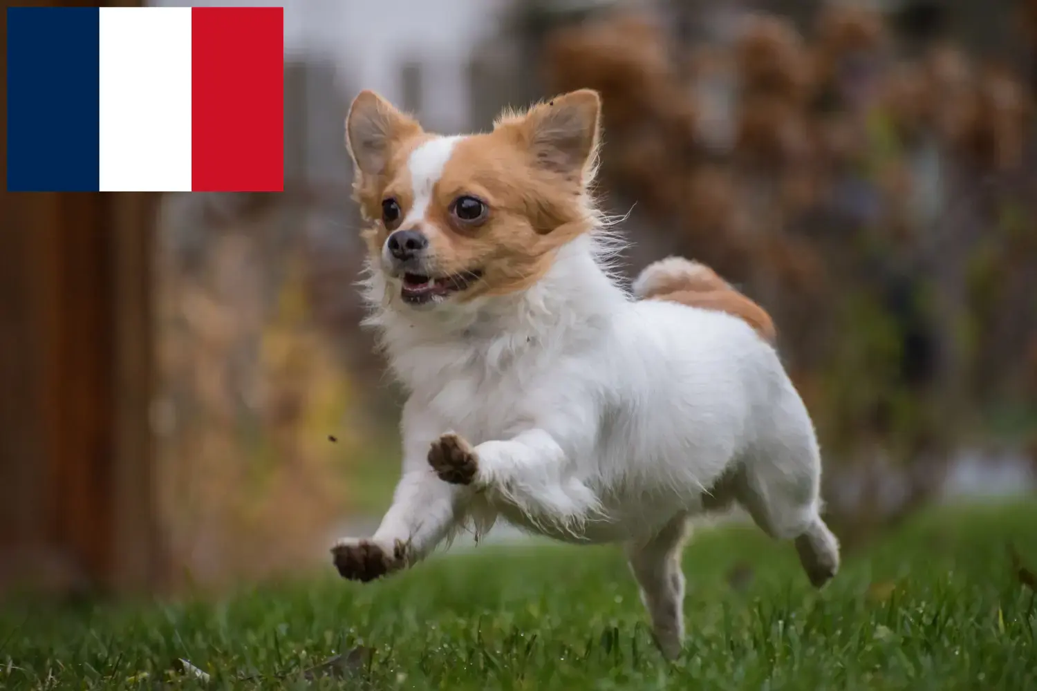 Read more about the article Chihuahua breeders and puppies in Réunion