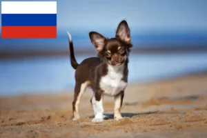 Read more about the article Chihuahua breeders and puppies in Russia