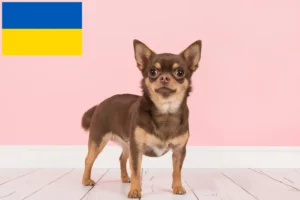 Read more about the article Chihuahua breeders and puppies in Ukraine