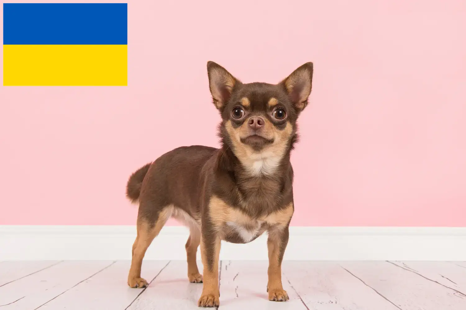 Read more about the article Chihuahua breeders and puppies in Ukraine