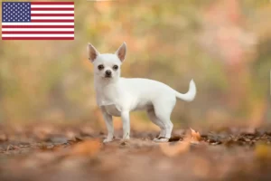 Read more about the article Chihuahua breeders and puppies in the USA