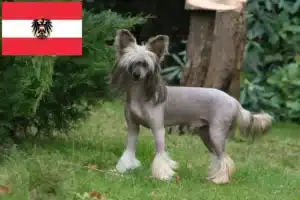 Read more about the article Chinese Crested Dog breeders and puppies in Austria