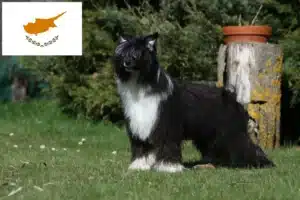 Read more about the article Chinese Crested Dog breeders and puppies in Cyprus