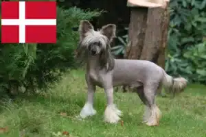 Read more about the article Chinese Crested Dog breeders and puppies in Denmark