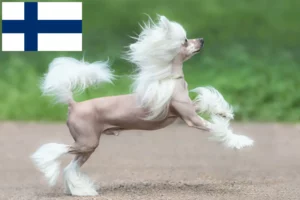 Read more about the article Chinese Crested Dog breeders and puppies in Finland