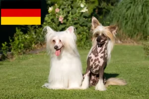 Read more about the article Chinese Crested Dog breeders and puppies in Germany