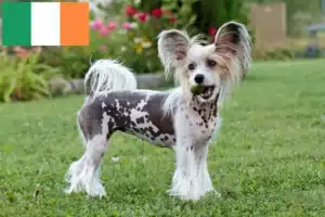 Read more about the article Chinese Crested Dog breeders and puppies in Ireland