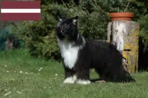 Read more about the article Chinese Crested Dog breeders and puppies in Latvia