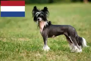 Read more about the article Chinese Crested Dog breeders and puppies in the Netherlands