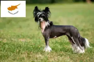 Read more about the article Chinese Crested Dog breeders and puppies in Cyprus