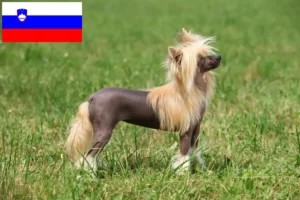 Read more about the article Chinese Crested Dog breeders and puppies in Slovenia