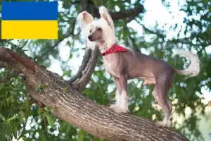 Read more about the article Chinese Crested Dog breeders and puppies in Ukraine