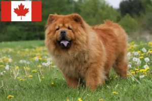 Read more about the article Chow Chow breeders and puppies in Canada