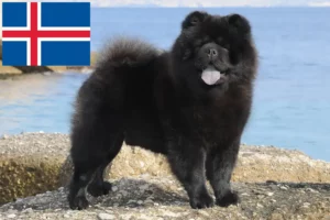 Read more about the article Chow Chow breeders and puppies in Iceland