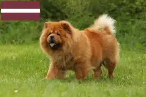 Read more about the article Chow Chow breeders and puppies in Latvia