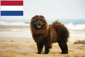 Read more about the article Chow Chow breeders and puppies in the Netherlands