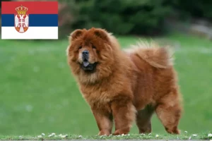 Read more about the article Chow Chow breeders and puppies in Serbia